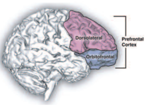 prefrontalcortex